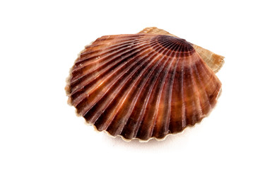 Scallop.