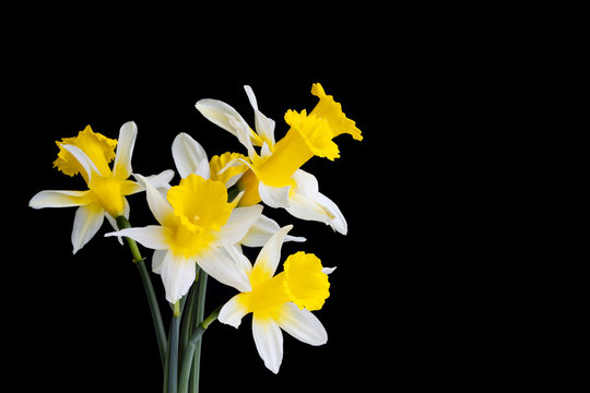 Narcisos sobre fondo negro.