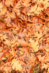 Colorful autumn leaves