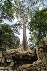 Fototapeta na wymiar Banyan Tree w Angkor