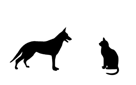 Black cat and dog on a white  background