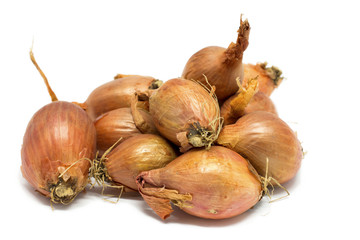 Shallots, Allium ascalonicum