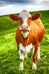 Naklejka na ściany i meble A cow is standing on a green meadow