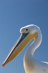 Pelican portrait