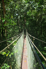 Canopy sky walk in rain forest