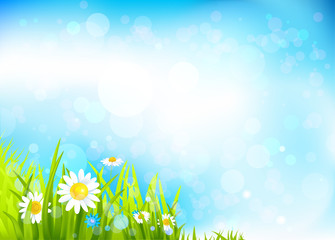 Summer background with flowers and grass