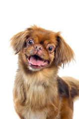 Pekingese dog portrait