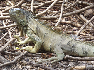 iguane