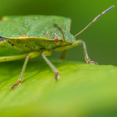 Shield Bug