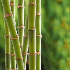 Bamboo backgroung