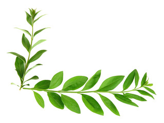 Green leaves isolated on white