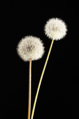 Beautiful dandelions with seeds on black background