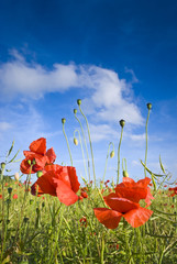 Wild poppies