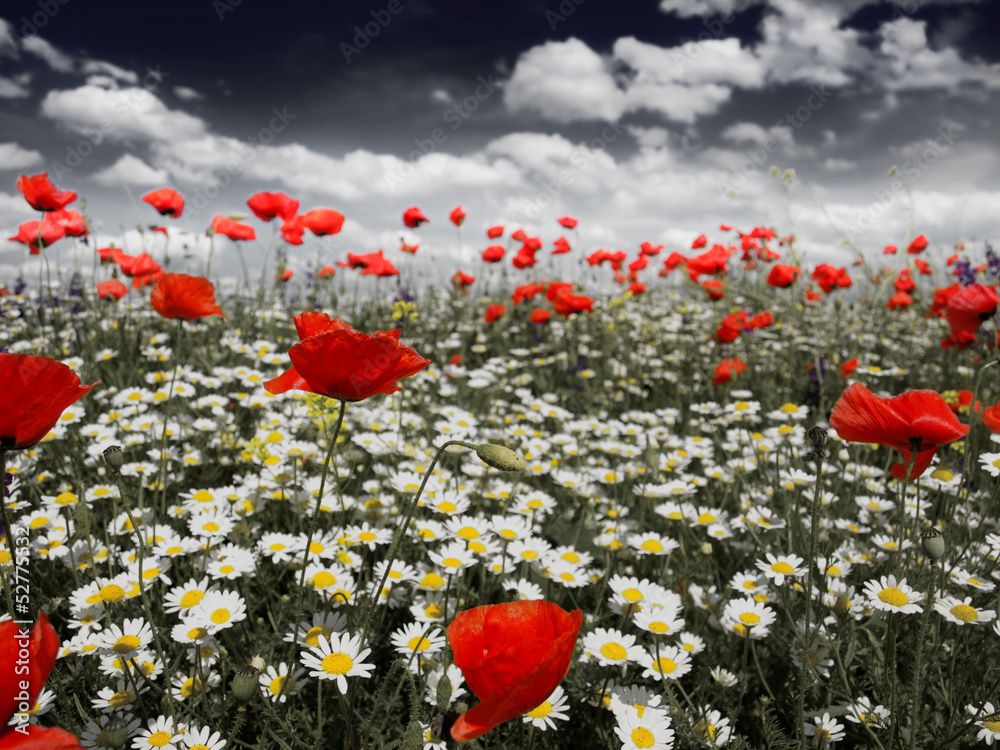 Wall mural poppies in a field in black and white