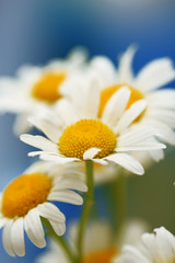 Beautiful wild camomiles, outdoors