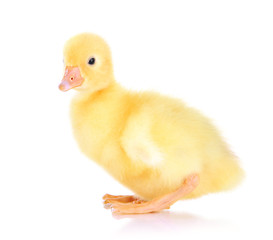 Little duckling isolated on white