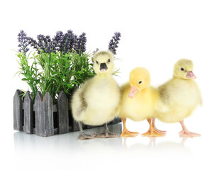 Little ducklings with flower isolated on white