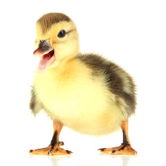 Cute duckling, isolated on white