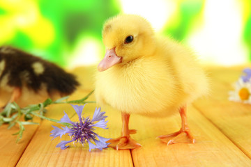 Cute ducklings on bright background