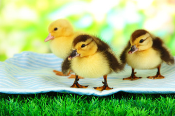 Cute ducklings on fabric, on green grass, on bright background