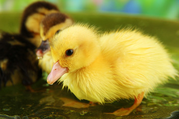 Cute ducklings swimming, on bright background