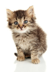 Small kitten isolated on white