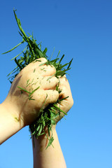 Child Holding Grass Clippings