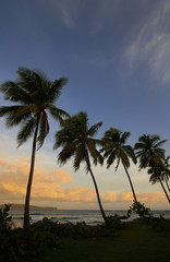 Obraz premium Silhouette of palm trees at sunrise, Las Galeras beach