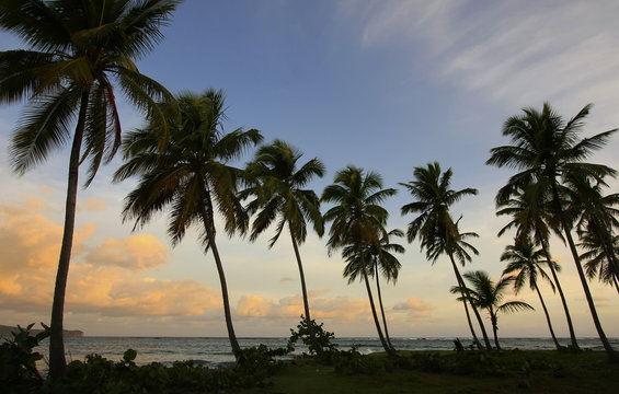 Silhouette of palm trees at sunrise, Las Galeras beach