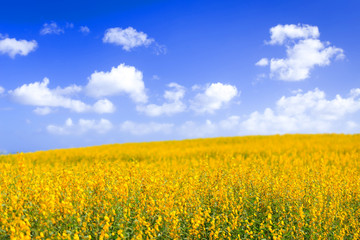 Yellow flower fields with blue sky background