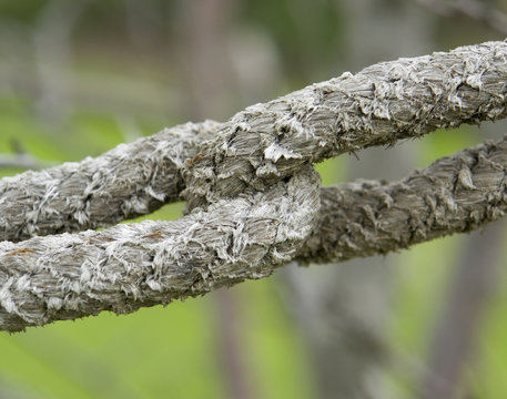 Old Rope Detail