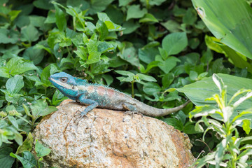 Asian lizard on the rock