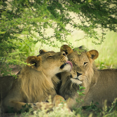 Loving pair of lion and lioness