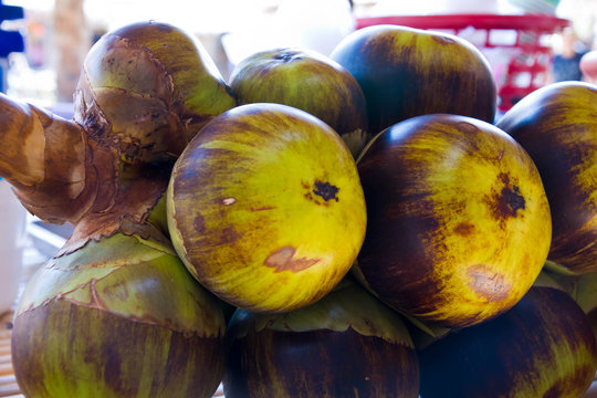 Borassus flabellifer