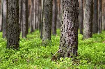 Pine forest in sunny day