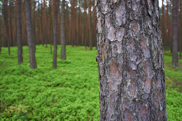 Photo of pine trunk in forest.