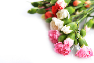 flowers carnation