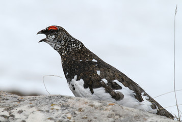 lagopède alpin