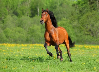 Gordijnen Galopperend wild paard © horsemen