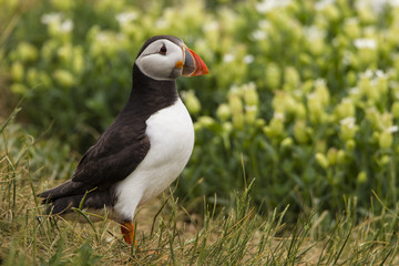 Papageitaucher (Fratercula arctica)