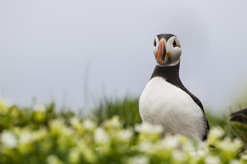Papageitaucher (Fratercula arctica)