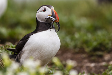 Papageitaucher (Fratercula arctica)