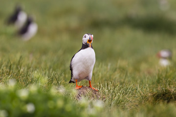Papageitaucher (Fratercula arctica)