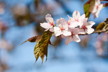 Flowers of apple tree 