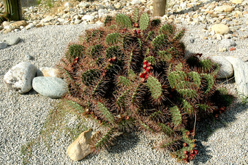 Cactus 03