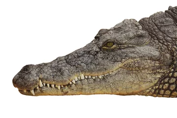 Fototapete Krokodil Foto des Kopfes eines Nilkrokodils