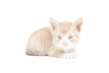 Fototapeta na wymiar red kitten isolated on white background