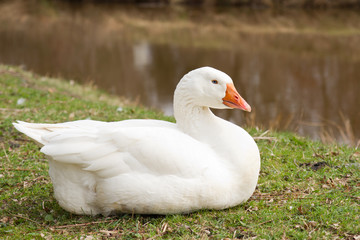 Emden Goose laying near a ditch