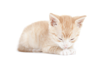 red kitten isolated on white background