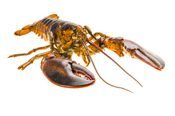 Raw lobster
